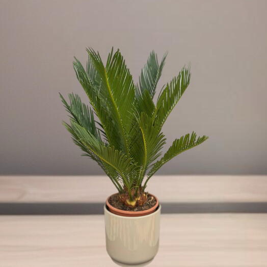 Цикас Революта (CYCAS REVOLUTA)