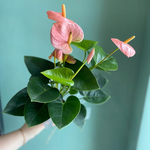 Антуриум Розовый