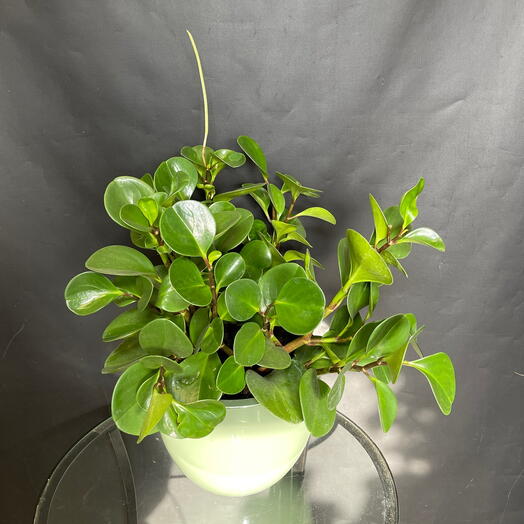 Большая Пеперомия в стильном кашпо