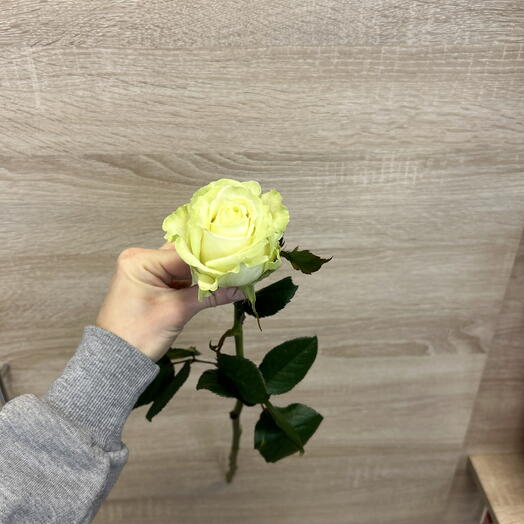 Роза белая