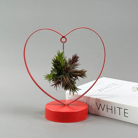 Тилландсия атмосферная на подставке Сердце