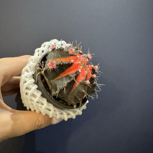 Гимнокалициум вариегатный (Gymnocalycium mihanovichii variegata)