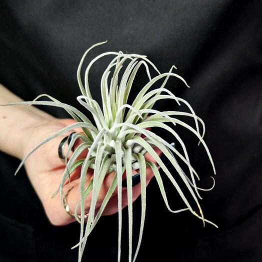 Тилландсия Оаксакана (Tillandsia Oaxacana)