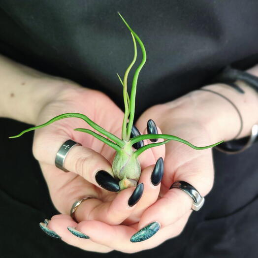 Тилландсия Бульбовидная (Tillandsia Bulbosa)