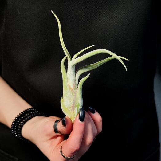 Тилландсия Голова Медузы (Tillandsia Caput Medusae)