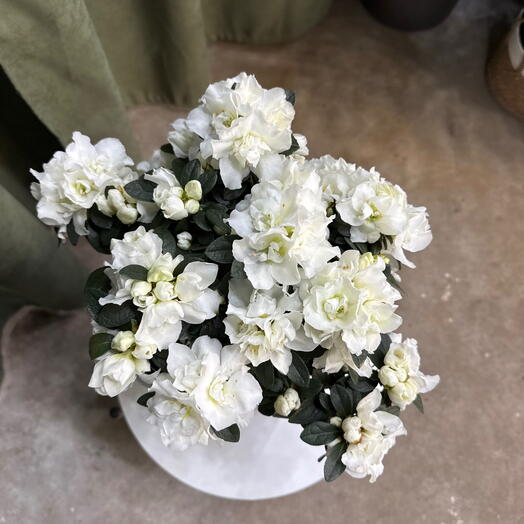 Белая азалия на штабе / 50