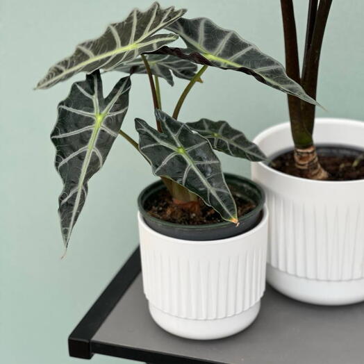 Alocasia polly🤍