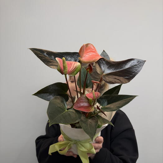 Антуриум Адиос Салмон коралловый 14см