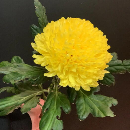 Хризантема одноголовая жёлтая 💛 Петр