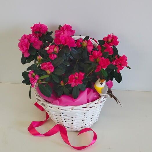 Азалия розовая в корзине