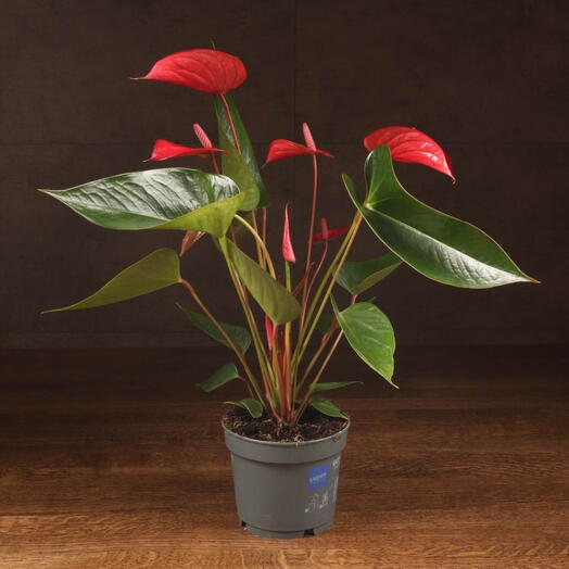Антуриум Андрианум красный D12