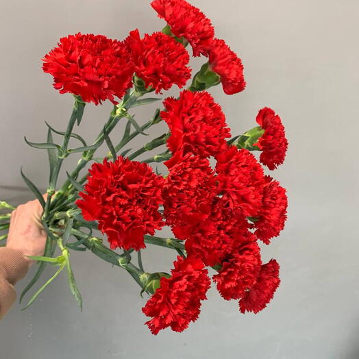 Гвоздика Красная 14