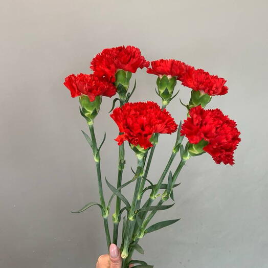 Гвоздика Красная 6