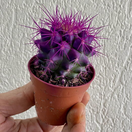 Кактус мини 4
