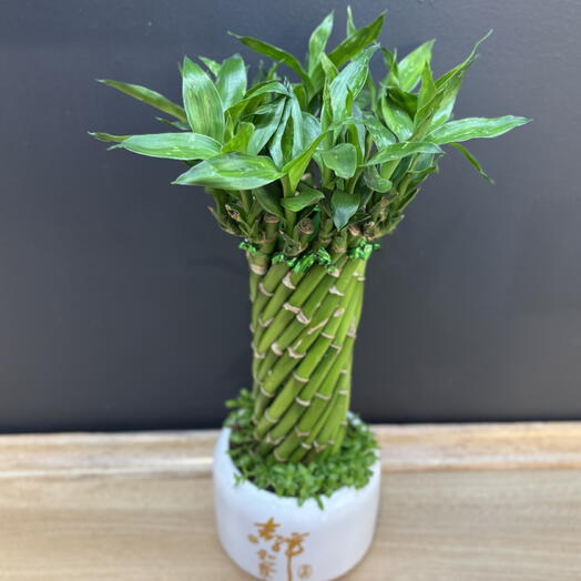 Бамбук Удачи в белом кашпо