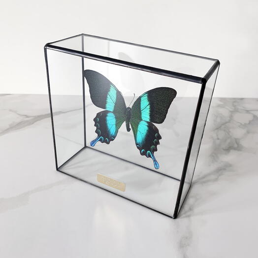 Бабочка Papilio Blumei в стеклянном боксе S