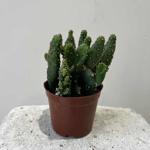 Кактус 🌵