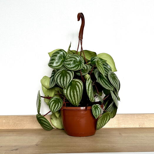 Peperomia Argyrea