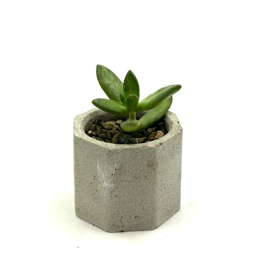 Седум (Sedum) в ручном горшочке из бетона