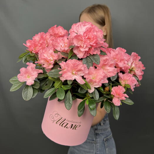 Растение Азалия 🌺 в подарочной коробке «Любимой маме»
