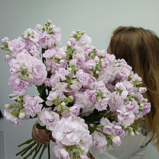 Букет из 11 кустовых маттиол 02333