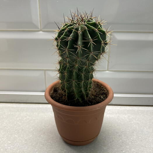 Кактус 🌵