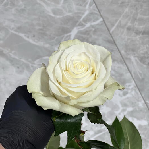 Роза белая