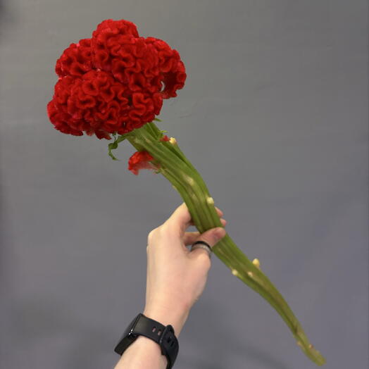 Целозия гребенчатая