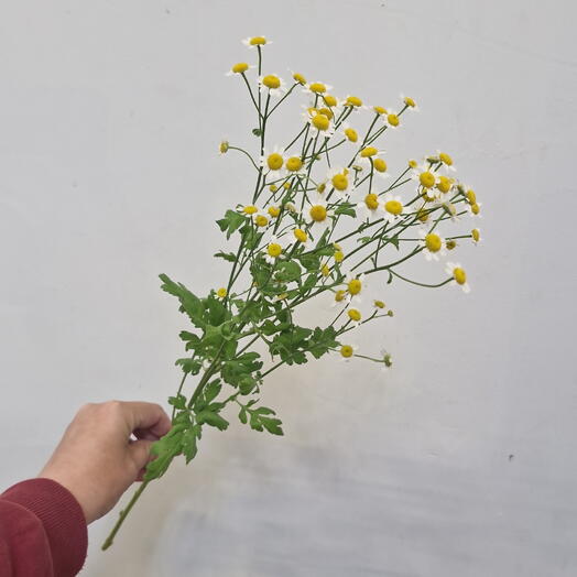 Матрикария