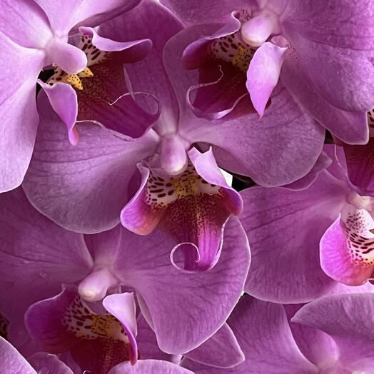 прекрасная Орхидея Фаленопсис pink 💜🩷