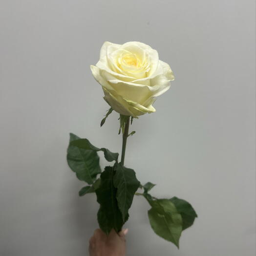 Роза Канделайт
