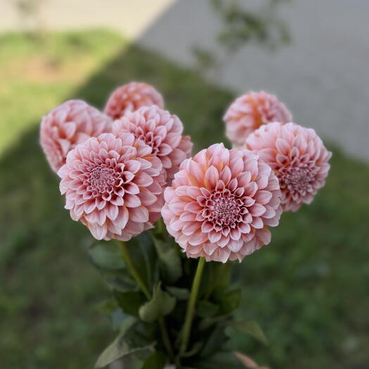 Яркие Георгины