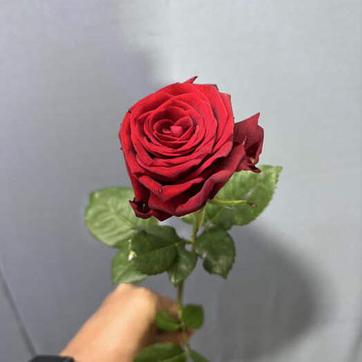 🌹КРУПНАЯ КРАСНАЯ РОЗА НАОМИ ЛЮБОЕ КОЛИЧЕСТВО🌹