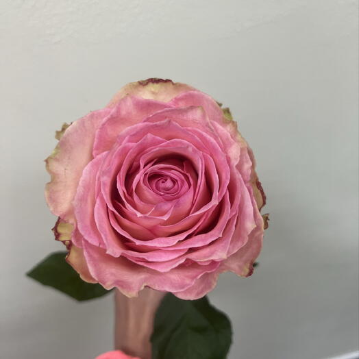 Роза Pink
