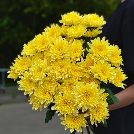 Охапка 7 кустовых хризантем Baltica Yellow под ленту