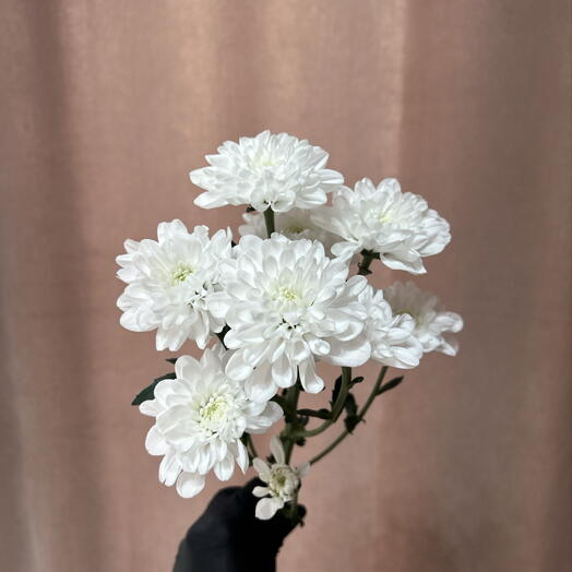 Хризантема кустовая Алтай премиум класса 🌷