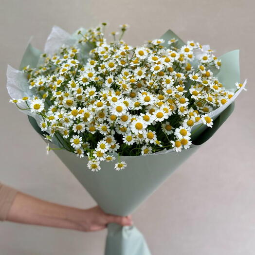 Ромашки кустовые в упаковке