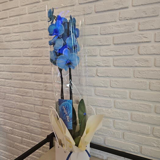 Синяя орхидея Фаленопсис «Королевский Голубой» (Royal Blue) в горшке