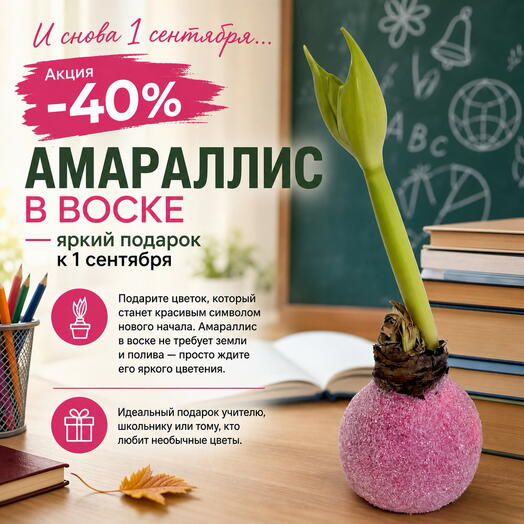 Луковица Амариллиса в воске «Сахарная вата»