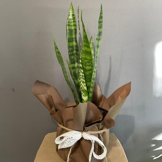 Сансевиерия (Sansevieria)