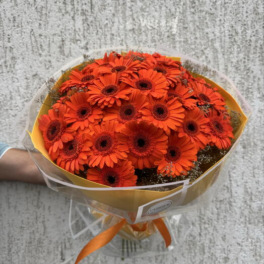 Հերբերա