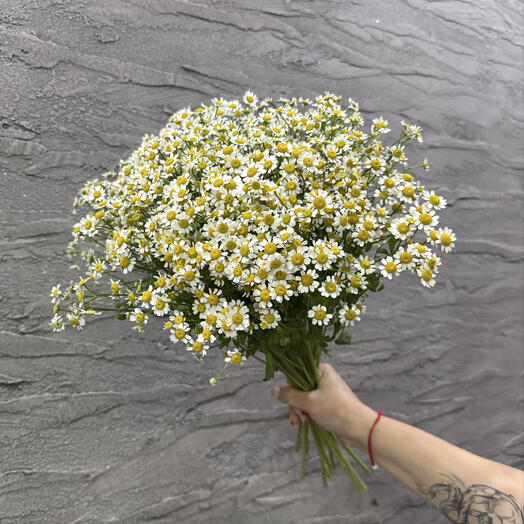 Танацетум 19 шт