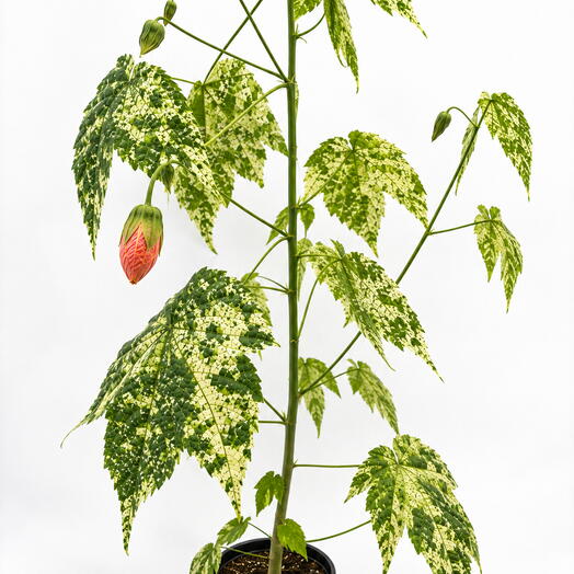пестролистный абутилон (Abutilon, комнатный клён)