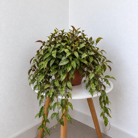 Aeschynanthus Marmoratus Kokodama