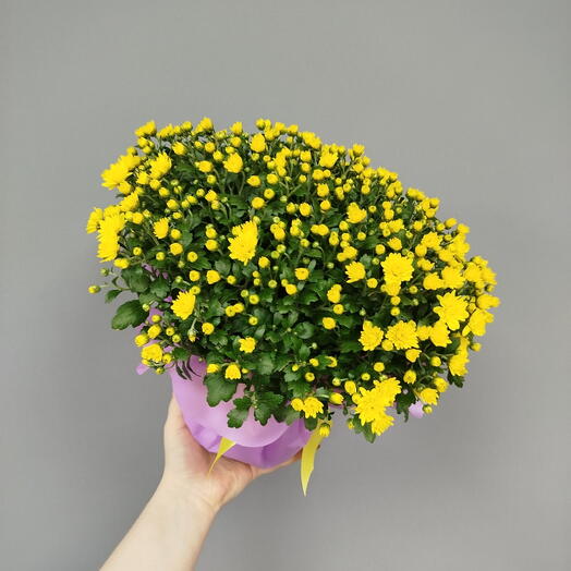 Хризантема мультифлора желтая💛