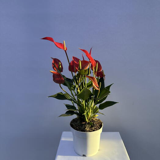 BB Flowers