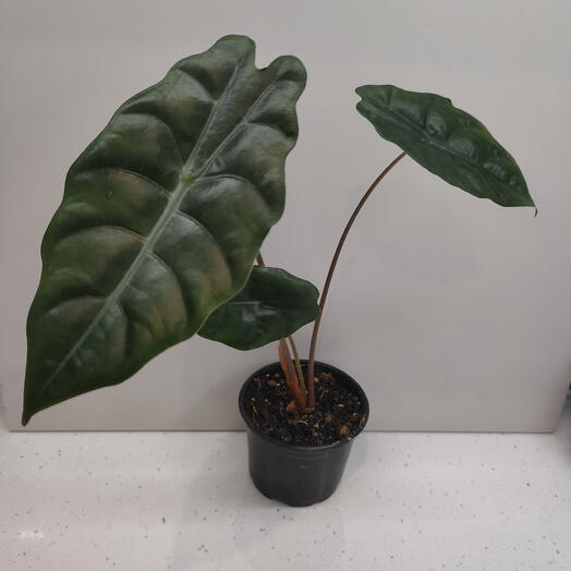 Алоказия Чантриери (Alocasia Chantrieri)