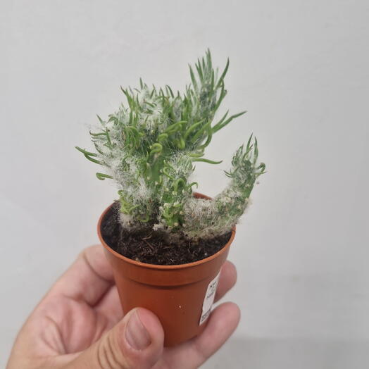 Кактусик 😁