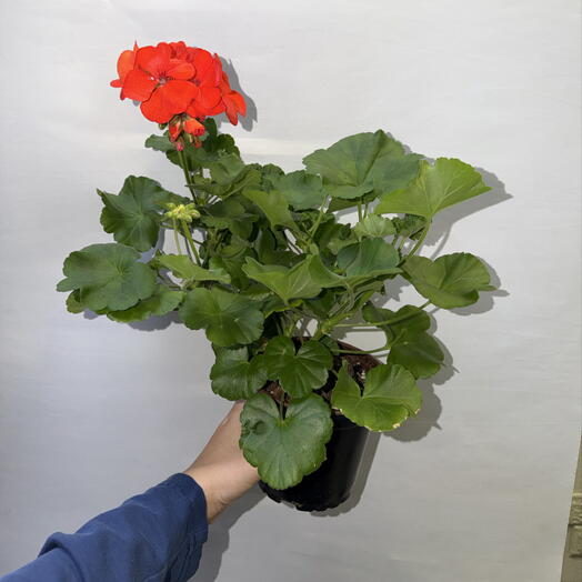 Пеларгония зональная красная ️🌿
