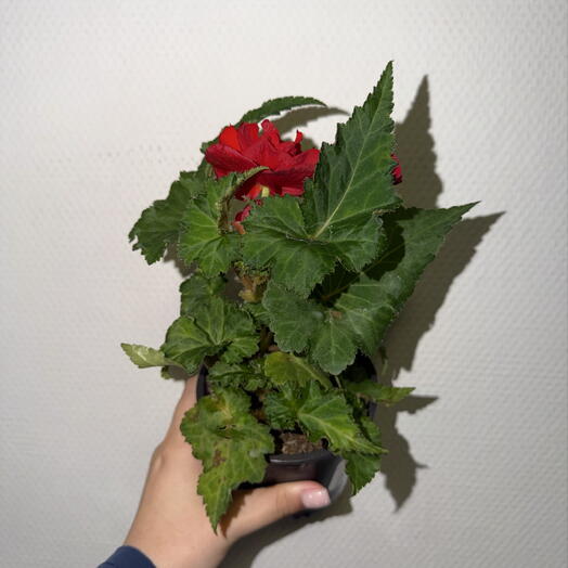 🌹 Бегония Элатиор «Алый Бархат»